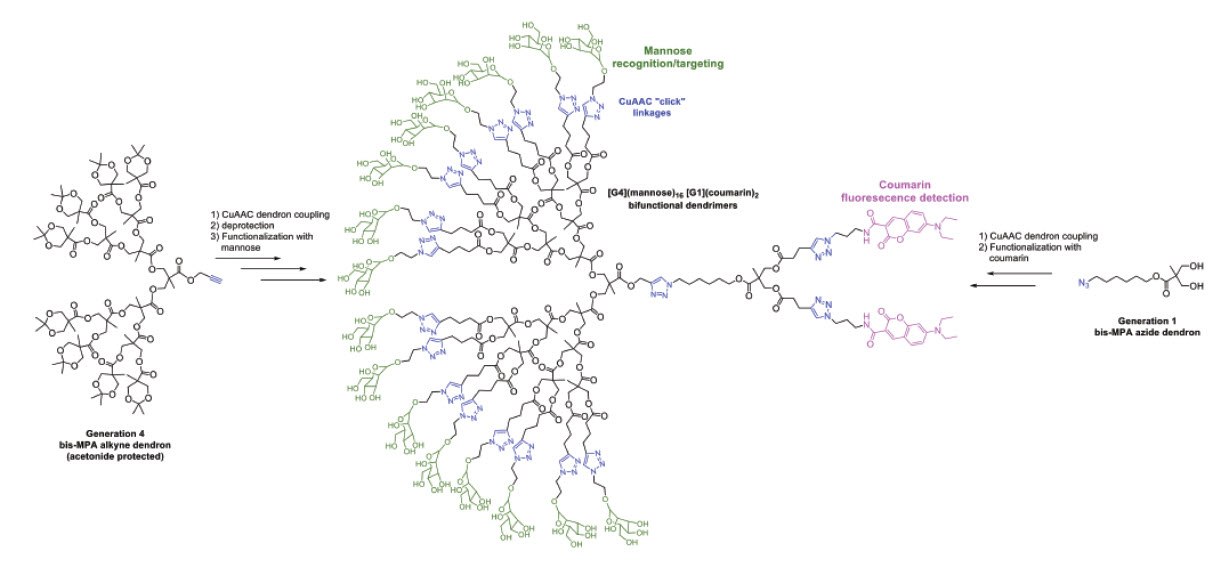 The Potential of Dendritic Polyester Scaffolds as Biocompatible Drug Delivery Agents construction of bifunctional dual-purpose recognition/detection dendrimers