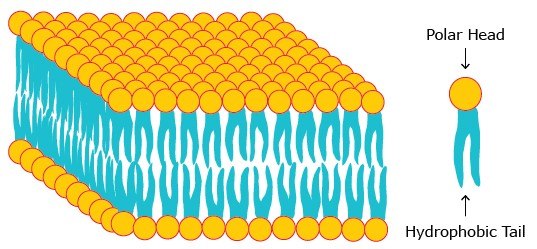 detergent A phospholipid bilayer