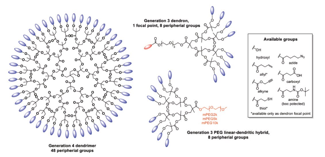 The Potential of Dendritic Polyester Scaffolds as Biocompatible Drug Delivery Agents functional bis-MPA based dendritic structures