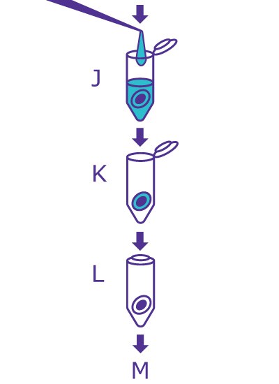 Last step of the In-Gel Deglycosylation workflow starting with washing the gel slice with water, removing liquid, and drying the gel slice. Last step of the In-Gel Deglycosylation workflow starting with washing the gel slice with water, removing liquid, and drying the gel slice.
