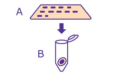 Beginning of the In-Gel Deglycosylation workflow starting with excising the protein of interest then placing the gel slice into a siliconized tube. Beginning of the In-Gel Deglycosylation workflow starting with excising the protein of interest then placing the gel slice into a siliconized tube.