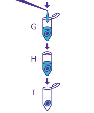 4th part of the In-Gel Deglycosylation workflow starting with adding water and incubating, then removing the glycan-containing supernatant. 4th part of the In-Gel Deglycosylation workflow starting with adding water and incubating, then removing the glycan-containing supernatant.