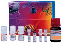 Deglycosylation Kits Components of the GlycoProfile™ I Enzymatic In-gel N-Deglycosylation Kit including PNGase F and trypsin.