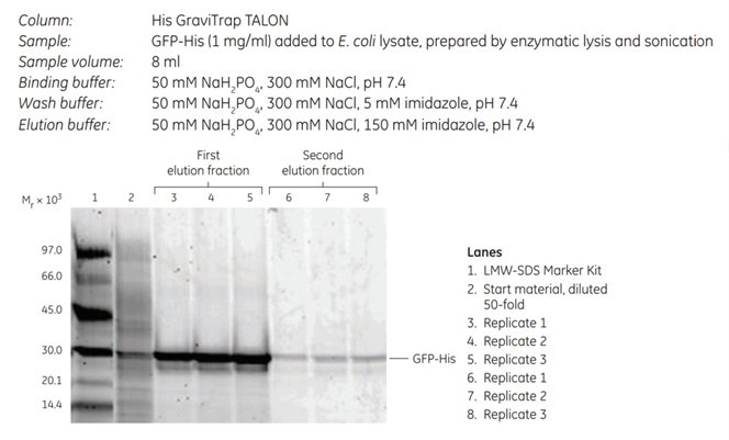 SDS-PAGE analysis of elution fractions from a purification of GFP-His (Mr 28 000) added to <i>E. coli</i> lysate. The SDS-polyacrylamide gel (reducing conditions) was analyzed with ImageQuant TL software. The experiment was performed in triplicate. The first elution fraction contained 96% of the purified protein. SDS-PAGE analysis
