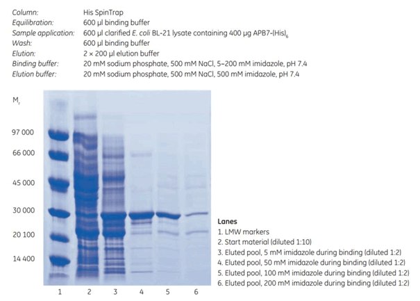 SDS-PAGE under reducing conditions (ExcelGel SDS Gradient 8–18) of histidine-tagged APB7 protein. The imidazole concentration during binding affects the final purity and yield (compare lanes 3, 4, 5, and 6). His SpinTrap SDS-PAGE