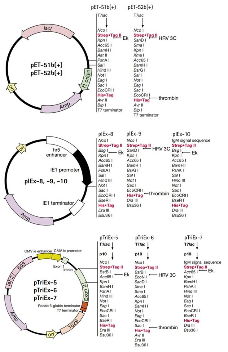 Maps for the Strep•Tag® II vectors.