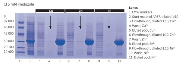 SDS-PAGE analyses (reducing conditions) of fractions from the purification of APB7 using IMAC Sepharose® 6 Fast Flow, prepacked in HiTrap IMAC FF 1 mL columns, charged with either Cu2+, Zn2+, or Ni2+, and with (A) 20 mM imidazole in the sample, (B) 10 mM imidazole in the sample, or (C) 5 mM imidazole in the sample. The gels were stained with Coomassie 5 mW imidazole
