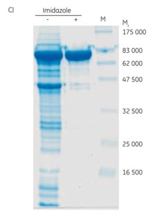 Purification of (His)6-PknG without (A) and with (B) 45 mM imidazole in the sample and binding buffer. For each chromatogram, the lysate of 2 l of E. coli culture (sample volume 26 mL; filtered through a 0.45 µm syringe filter) was loaded on a 2 mL Ni Sepharose® High Performance column (XK 16/20 column) using ÄKTApurifier chromatography system (now replaced by ÄKTA pure). The kinase was eluted in a two-step gradient with 50% and 100% of elution buffer. (C) SDS-PAGE (12% gel) of (His)6-PknG fractions showing eluates without (-) and with (+) 45 mM imidazole in the binding buffer. Data kindly provided by K. Hölscher, M. Richter-Roth and B. Felden de Neuman, GPC Biotech AG, Martinsried, Germany. SDS-PAGE