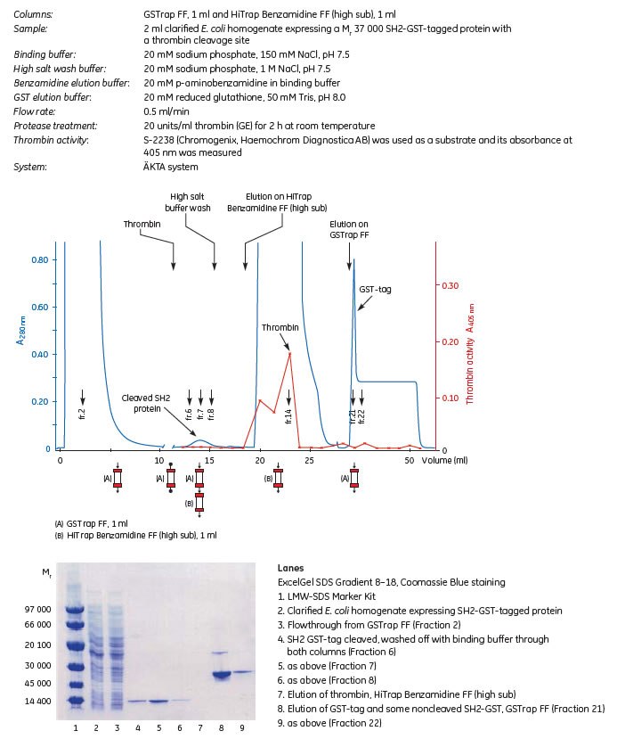 Gst Column Purification or Removal of Serine Proteases, such as Thrombin and ...