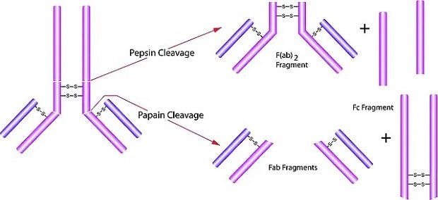 Antibody fragmentation with pepsin or papain enzymes Pepsin and papain antibody fragmentation.
