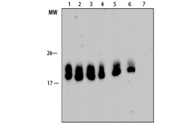 Western blot time course analysis figure 2 Time course analysis of pepsin digested antibodies.