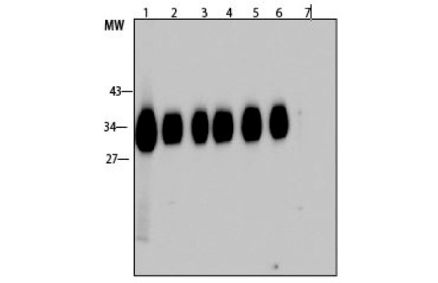 Western blot time course analysis of antibodies digested with pepsin Time course analysis of pepsin digested antibodies.