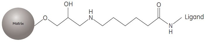 Partial structure of AVB Sepharose High Performance. Partial structure of AVB Sepharose High Performance.