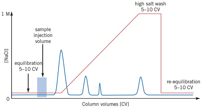 Sample still eluting when gradient begins Sample still eluting when gradient begins