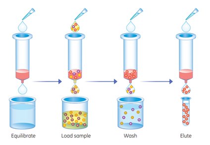 Schematic workflow for purifying histidine-tagged proteins on His GraviTrap™ TALON<sup>®</sup> column. Schematic workflow for purifying histidine-tagged proteins on His GraviTrap TALON