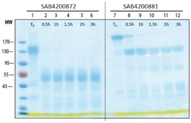 SDS-PAGE and western blot time course analysis of antibodies digested with pepsin Time course analysis of pepsin digested antibodies.