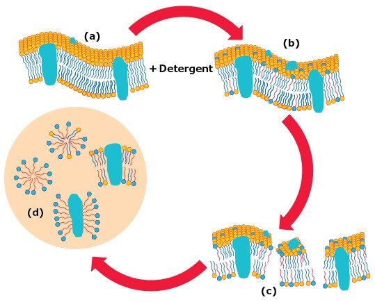 solubilization Stages in the solubilization of biological membranes by detergents