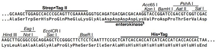 Strep•Tag® II Ek MCS