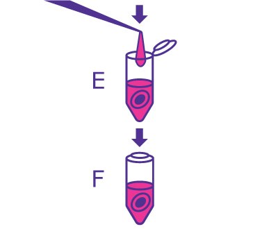 3rd part of the In-Gel Deglycosylation workflow starting with rehydrating the gel with PNGase F solution and incubating. 3rd part of the In-Gel Deglycosylation workflow starting with rehydrating the gel with PNGase F solution and incubating.
