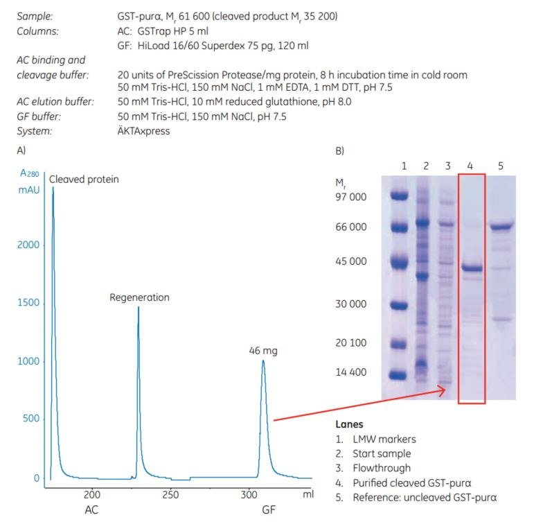 (A) Two-step protocol for automatic GST-tagged protein cleavage with PreScission Protease and purification. AC = affinity chromatography. GF = gel filtration. (B) Analysis by SDS-polyacrylamide gel (Coomassie staining) of the untagged target protein after purification and cleavage. Automatic removal of the GST tag with PreScission Protease