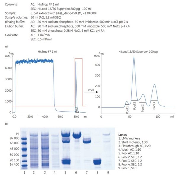 (A) Two-step purification of a high-molecular-weight (histidine)10-tagged protein using AC followed by SEC. (B) SDS-PAGE under reducing conditions and Coomassie staining. Two-step purification of a high-molecular-weight