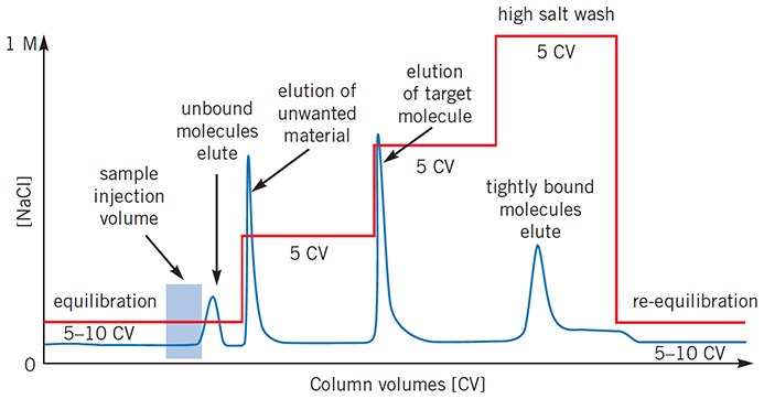 Typical IEX separation using step elution. The UV (protein) and conductivity (salt) traces show the elution of protein peaks and the changes in salt concentration during elution. Typical IEX separation using step elution