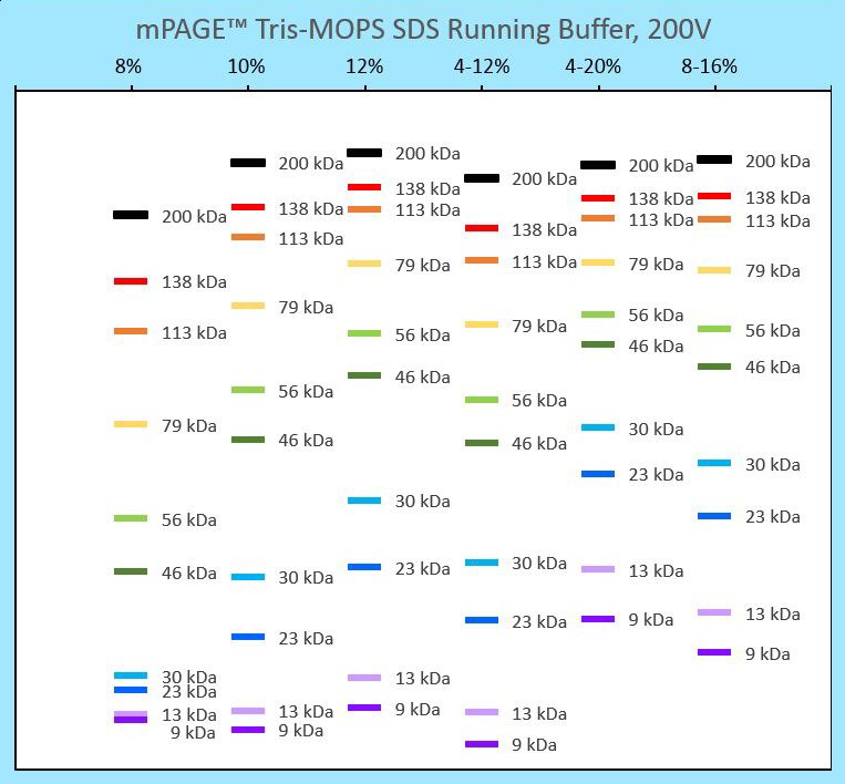 Protein banding patterns for different mPAGE® gel strengths run in Tris-MOPS running buffer. This migration chart can be used to determine the best mPAGE™ gel concentration and format for your gel electrophoresis application