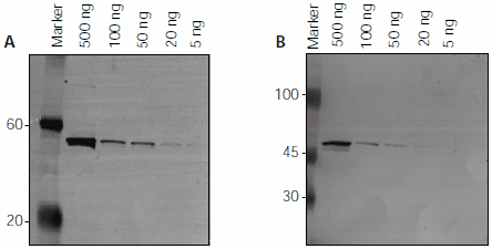 Detection of FLAG-BAP protein (500 ng – 5 ng) by immunoblotting using Atto dye labeled antibodies. Detection of FLAG-BAP protein (500 ng – 5 ng) by immunoblotting using Atto dye labeled antibodies.