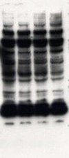 Western Blot Analysis of Immunoprecipitation (IP-Western) High background, leading to nonspecific bands on Western blot