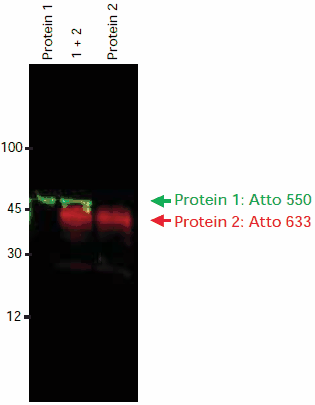 Immunoblot detection of Protein 1 and Protein 2 using two primary antibodies and two anti-IgG-Atto dye conjugates. Both secondary antibodies were developed in the same species (goat). Imaging was done sequentially using a FLA-3000 Fuji® laser scanner, first at an excitation wavelength of 532 nm with a 580 nm emission filter, then at an excitation wavelength of 633 nm with a 675 nm emission filter. The image overlay was done using a software tool. Immunoblot detection of Protein 1 and Protein 2 using two primary antibodies and two anti-IgG-Atto dye conjugates. Both secondary antibodies were developed in the same species (goat). Imaging was done sequentially using a FLA-3000 Fuji® laser scanner, first at an excitation wavelength of 532 nm with a 580 nm emission filter, then at an excitation wavelength of 633 nm with a 675 nm emission filter. The image overlay was done using a software tool.