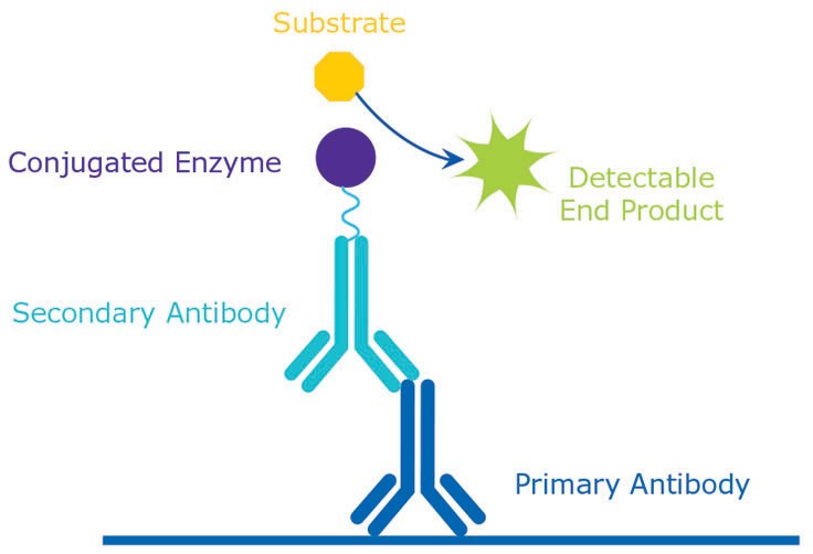 Principle Antigen Detection Principle Antigen Detection