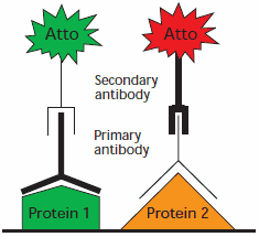 Schematic for multiplex application using two secondary antibodies with different Atto dyes. Schematic for multiplex application using two secondary antibodies with different Atto dyes.