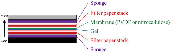 Introduction to Western Blotting Detection of Proteins Western blot transfer assembly