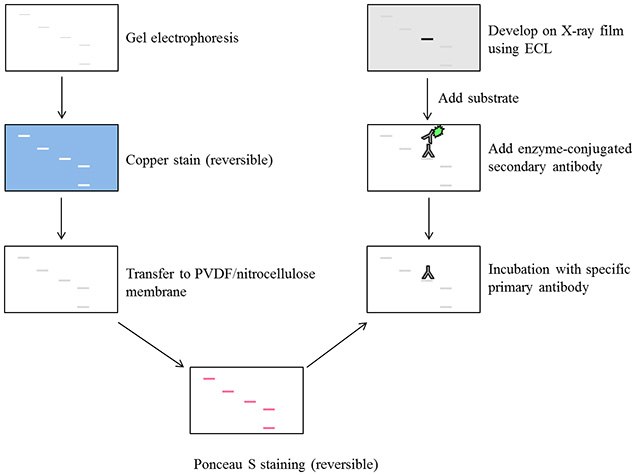 Introduction to Western Blotting Detection of Proteins Steps involved in western blotting procedure