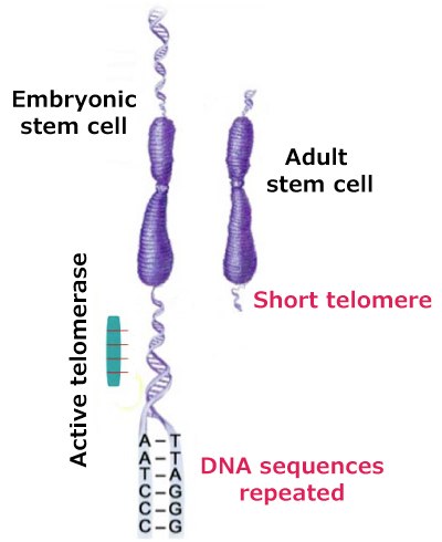 Active Telomerase Activity (Hallmark of Cancer Enabling Replicative Immortality) Active telomerase activity related to the hallmark of cancer enabling replicative immortality. On the left is an embryonic stem cell with an active telomerase adding repeated DNA sequences (hexameric, or TTAGGG). On the right is an adult stem cell with a short telomere.