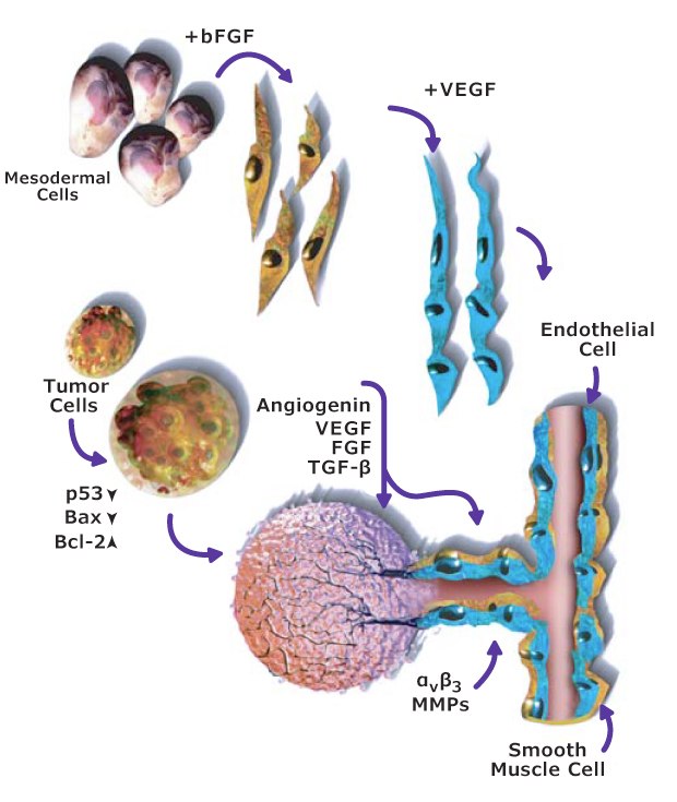 Angiogenesis Pathway for Hallmark of Cancer Inducing Angiogenesis Signaling pathway for angiogenesis and endothelial cell survival, proliferation, and migration related to the hallmark of cancer inducing angiogenesis. Shows how angiogenic factors like angiogenin, VEGF, FGF, and TGF-β are used to stimulate endothelial cells and promote neovascularization, causing tumor growth.