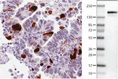anti-anln-antibody-2 anti-anln-antibody-2