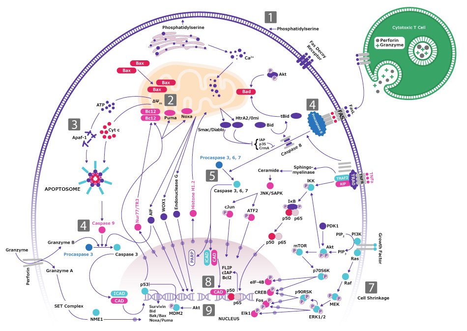 Apoptosis Pathway for Hallmark of Cancer Evading Apoptosis Signaling pathway for apoptosis and the cell death program related to the hallmark of cancer evading apoptosis. One highlighted pathway is through caspase-9 activated by drugs, irradiation, or growth factor withdrawal (goes through Cyt c then CARD to Pro-Caspase-9 and Caspase-9 to Caspase 3,6,7 into the nucleus). Another highlighted pathway is through caspase-8 activated by FASL (starts with FASL attached to FAS/FADD then Pro-Caspase-8 and Caspase-8 to Caspase 3,6,7 into the nucleus).