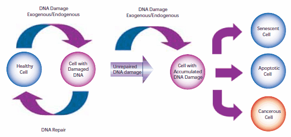 The pathway of cellular DNA damage and repair that leads to senescence, apoptosis, or cancer The pathway of cellular DNA damage and repair that leads to senescence, apoptosis, or cancer