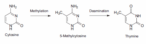 The 2-phase mutation of cytosine results in thymine, creating a C→T point mutation. The 2-phase mutation of cytosine results in thymine, creating a C→T point mutation.