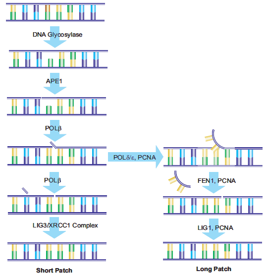 Schematic of both short-patch and long-patch BER pathways. Schematic of both short-patch and long-patch BER pathways.