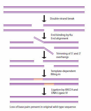 General mechanism of NHEJ repair of double-strand breaks in DNA. General mechanism of NHEJ repair of double-strand breaks in DNA.