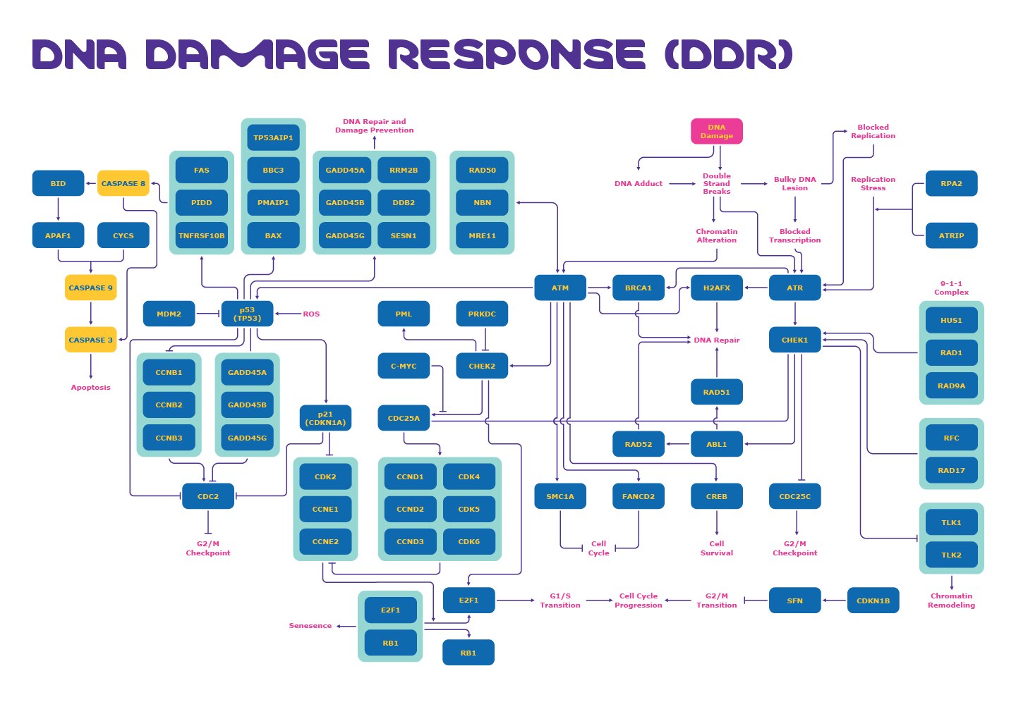 DNA Damage Response (DDR) Pathway Diagram showing key targets of the DNA damage response (DDR) pathway including ATM, ATR, and p53 mechanisms involved in DNA damage checkpoints.