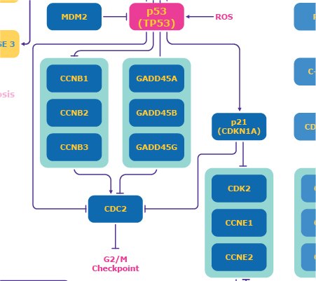 DNA Damage Response Pathway: p53 Diagram showing the DNA damage response pathway focusing on p53 mechanisms, including effects on MDM2, p21, CDK2/Cyclin E, GADD45, and CDC2.