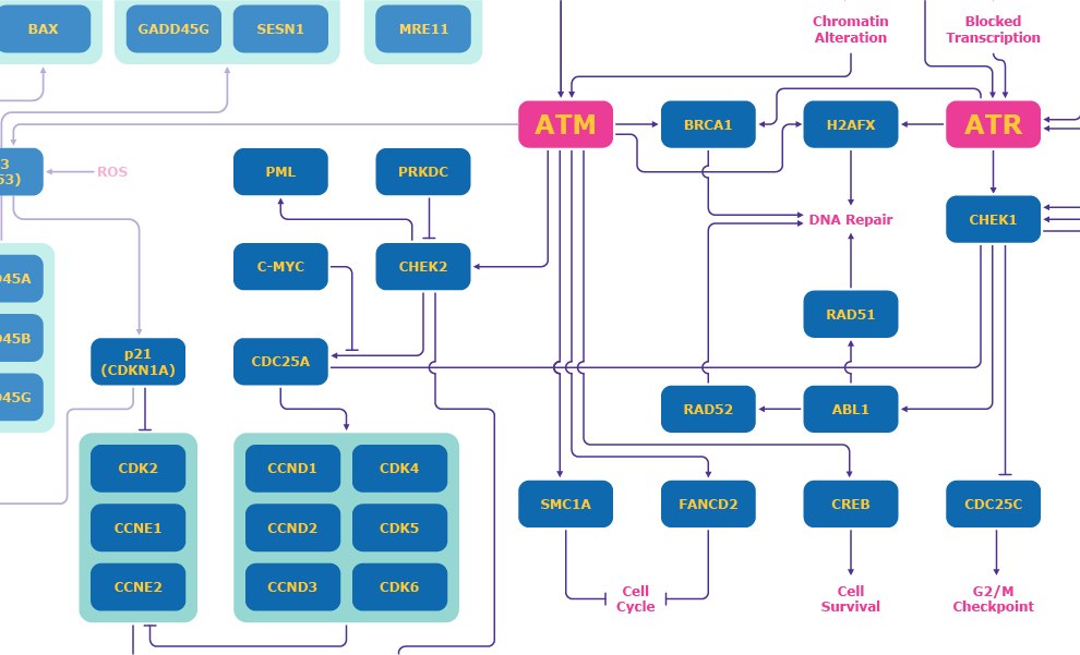 DNA Damage Response Pathway: ATM and ATR Mechanisms Diagram showing the DNA damage response pathway focusing on ATM and ATR mechanisms, including effects on CHEK2, CDC25A, CDK2/Cyclin E, CHEK1, and CDC25C.
