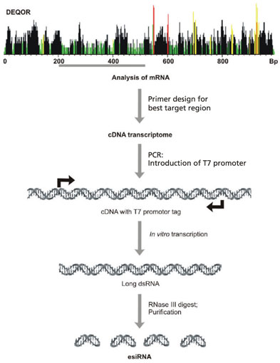 A cDNA transcriptome is generated from a region of mRNA.