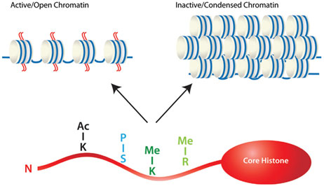 methylation of lysine (K) 4 of histone 3 (H3K4), and arginine (R) residues on H3 and H4