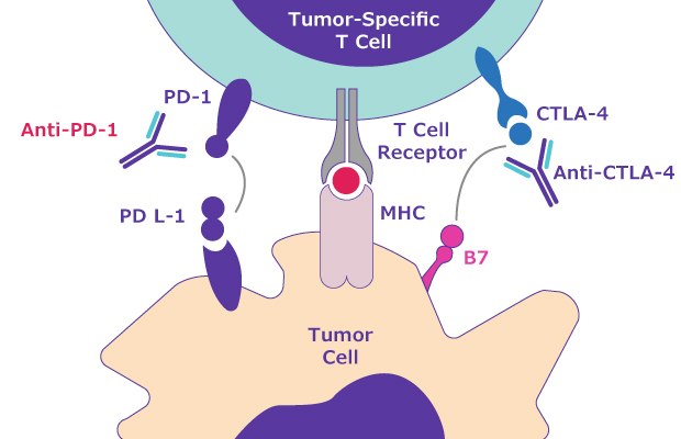 Immune Escape Pathway for Hallmark of Cancer Escape from Immune Control Signaling pathway for immune escape related to the hallmark of cancer escape from immune control. Shows PD-1 attached to the tumor-specific T cell interacting with the PD-L1 ligand on the tumor cell.