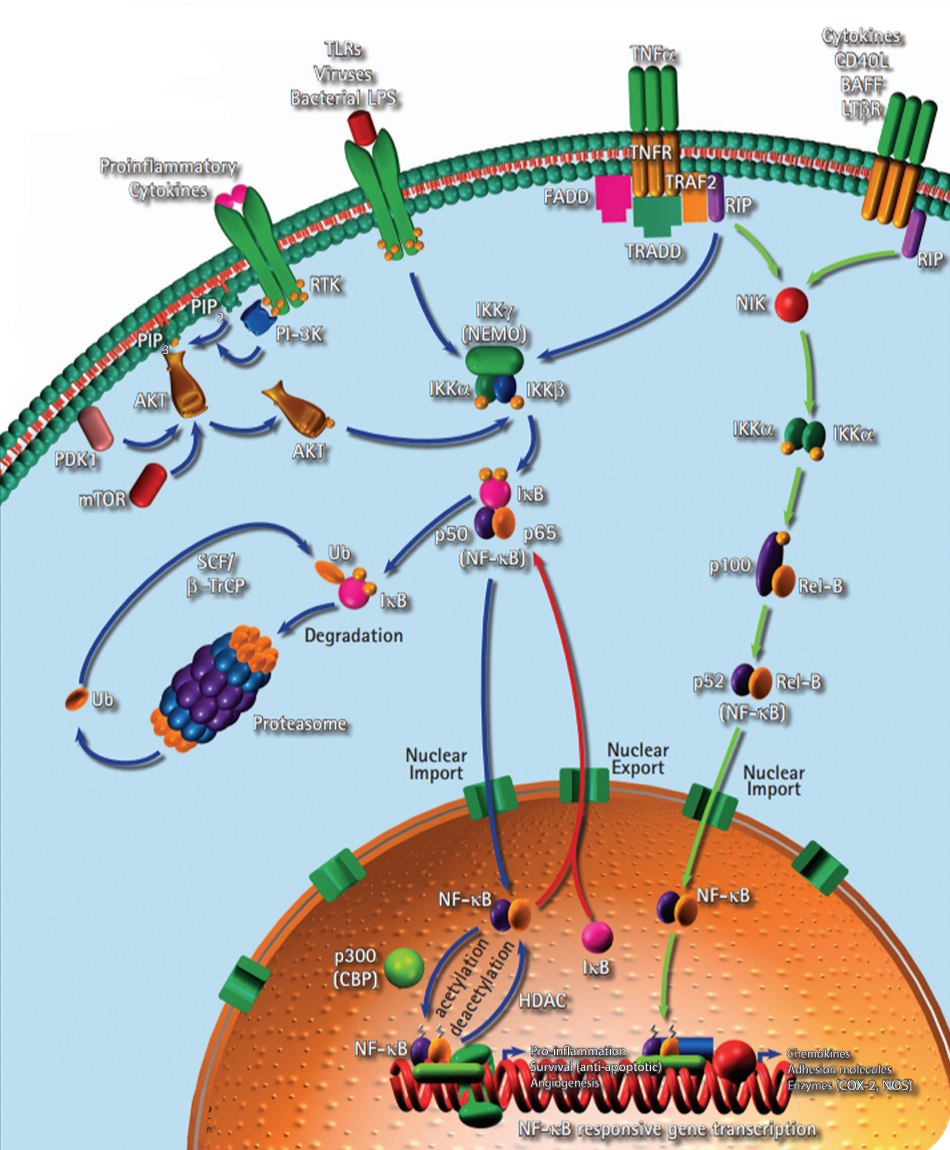 Inflammation Pathway for Hallmark of Cancer Tumor Promoting Inflammation Signaling pathway for inflammation related to the hallmark of cancer tumor promoting inflammation. Shows the transcription factor NF-κB inducing expression of various pro-inflammatory genes and regulating inflammatory responses.