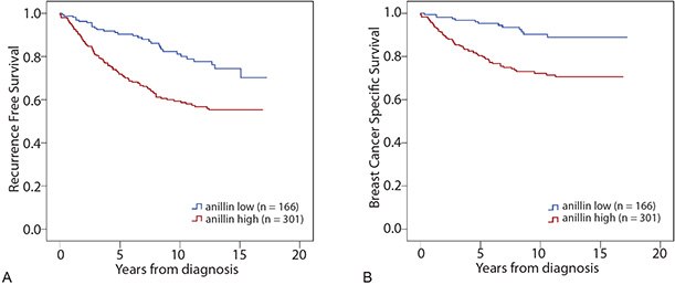 Kaplan-Meier (survival) analysis of recurrence free- (A) and breast cancer specific survival (B) according to aniliin expression for breast cancer patients. Patients were split into two groups based on high and low anillin expression. kaplan-meier-survival-analysis-2